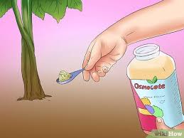 The flowers are 4 to 8 inches across in shades of red, yellow, orange, coral, peach, and white. How To Winterize A Perennial Hibiscus 15 Steps With Pictures