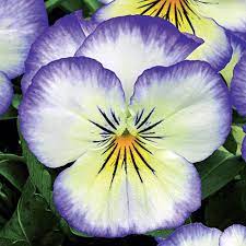Pin On Flower Seeds