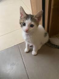 H'Attard Stray Animal Support Group