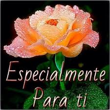 Naranja Rosas Hermosas Con Frases Rosas Para Una Amiga Rosas Hermosas De Amor