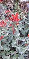 Image result for Dicliptera sp. C