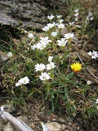 Image result for Cerastium octandrum