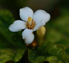 Image result for Mitriostigma axillare