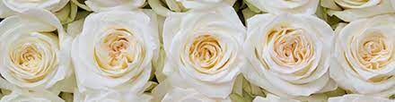 Maybe you would like to learn more about one of these? United Wholesale Flowers Home Facebook