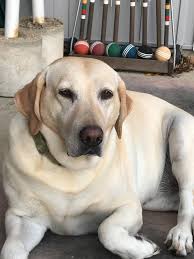 Happy 4th gotchaversary to Ellie Mae!!! The sweetest pup ever !!