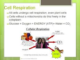 Plants obtain the precursor molecules from photosynthesis while animals obtain them from the food they eat (i.e. Cell Respiration And Photosynthesis Objectives Understand How Food