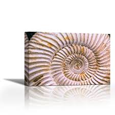Think of the ammonite spirals as a filter, drawing the ammonite is a very powerful earth healing fossil. Karmakara Fossil Of Ammonite Madagascar Fine Art Print On Fine Art Canvas Stretched Gallery Wrap Style