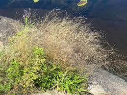 Image result for Agrostis pilgeriana