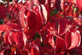 Maybe you would like to learn more about one of these? Ncc Flowering Dogwood