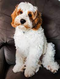 Red And White Parti Australian Labradoodle At Big Rock Labradoodles In Calgary Alberta Canada Wwwbigrocklabra Australian Labradoodle Labradoodle Goldendoodle