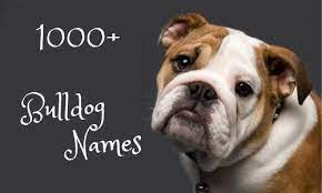 These names are hot this year, trending up over 50% and given to at least 50 a great dane named chico? 1000 Bulldog Names Which Most Popular In The Worlds