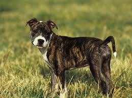 Check spelling or type a new query. Sie Ist Mein Baby Frau Kauft Hochzeitskleid Fur Ihren Hund