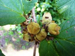 Bild 8 Aus Beitrag Nicht Alltagliche Fruchte Im Forstbotanischen Garten In Koln Rodenkirchen