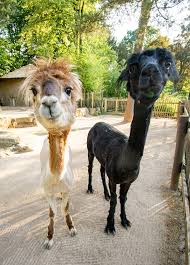 174 likes · 1 talking about this · 4,092 were here. Zoo Dortmund Die Alpakas Hatten Einen Friseur Termin Facebook