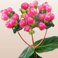 Image result for Hypericum