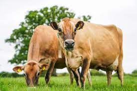 The Jersey Advantage Jersey Cattle Society Of The Uk