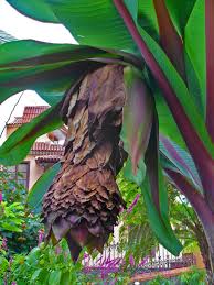Image result for Ensete ventricosum