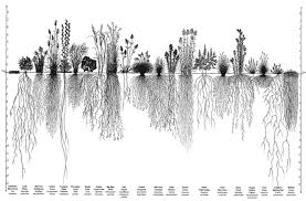 illinois native plant guide root systems nrcs illinois