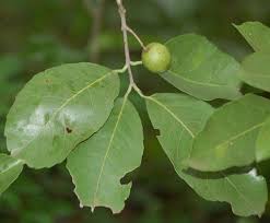 Image result for Elaeodendron matabelicum