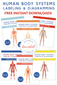 Download free large charts and posters today. Free Human Body Systems Labeling With Answer Sheets