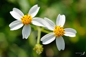 Bidens pilosa is an annual species of herbaceous flowering plant in the daisy family asteraceae. Bidens Pilosa Flora Of The Wap Complex Non Leguminous Dicots Inaturalist