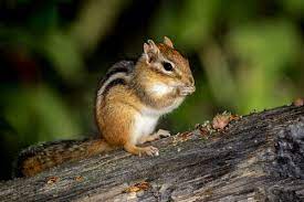 Chipmunks are rodents that are a type of squirrel. How To Get Rid Of Chipmunks Varment Guard Wildlife Services