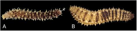 Let it sit at room temperature for two to three days, changing the water daily. Cryptic And Not So Cryptic Species In The Complex Holothuria Thymiosycia Imaptiens Forsskal 1775 Echinodermata Holothuroidea Holothuriidae Biorxiv