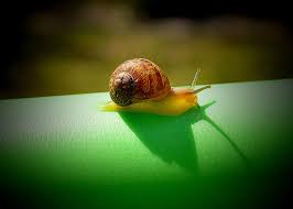 See more ideas about snail tattoo, snail, tattoos. Snail Meaning And Snail Tattoo Ideas On Whats Your Sign