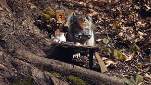 Super Punch Filming Squirrels Eating By Tiny Outdoor Furniture