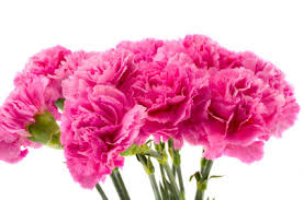 The latin name for the carnation is dianthus, which means divine flower or flower of the gods. traditionally, carnations express fascination and love with variations of meanings depending on the color. Birth Month Flower Of January The Carnation
