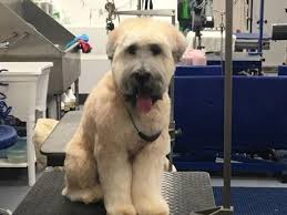 Gallery Wags To Riches Dog Grooming