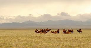 Where do camels come from. Camel Wool Modern Nomad