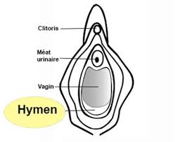 Sujet de beaucoup de questions et sujet de beaucoup de questions et d'appréhension quand on est jeune fille, cette petite membrane fait parler d'elle. Hymen Definition Docteurclic Com