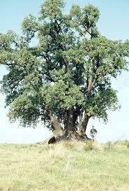 Image result for Phytolacca dioica