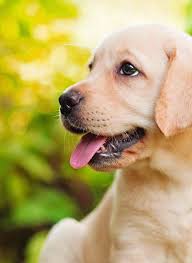 Golden retriever puppy above white banner. These Golden Retriever Puppy Pictures Are So Doggone Cute Labrador Retriever Golden Retriever Puppy Golden Retriever