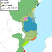 Image result for Aneilema brunneospermum