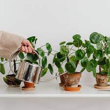 Dead Or Dying Plant