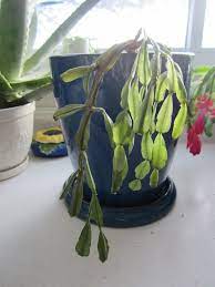 The christmas cactus is a relatively easy plant to propagate. Christmas Cactus Is Rotting Tips On Treating Root Rot In Christmas Cactus Christmas Cactus Plant Christmas Cactus Christmas Cactus Care