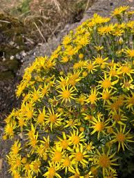 Image result for Senecio letouzeyanus