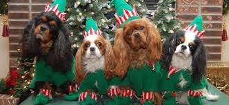 Family Pets The Ultimate Immune System Boosters For Children Cavalier King Charles King Charles Dog King Charles