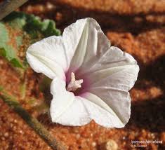 Image result for Camptorrhiza strumosa