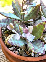 Image result for Kalanchoe humilis