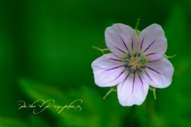 Image result for Geranium mlanjense