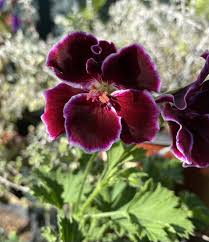 Image result for Pelargonium