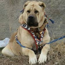Sivas Kangal Coban Kopegi Fotografi Gonderen Kangal Tr Kangal Kopegi Kopek Coban Kopegi