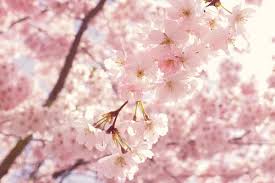 Image result for spring photos