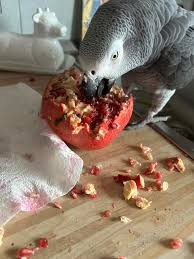 One of the best things about having an African Gray is that even when I  feel disparic, and even though disparic is not a word, my bird friend can  make me smile,