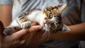 Ringworm In Cats Symptoms Treatment Methods Purina