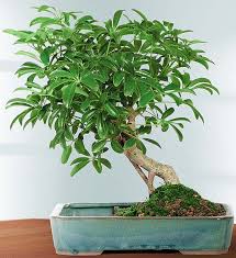 Gardenia bonsai plants by 1 800 flowers. Hawaiian Umbrella Tree 1800flowers Com 18765
