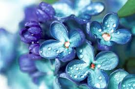 I più popolari sono rose, astri, gladioli e fiordalisi. I Fiori Azzurri Piu Belli Da Conoscere Per Tutte Le Stagioni